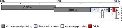 SARS-CoV-2 ORF8: One protein, seemingly one structure, and many functions